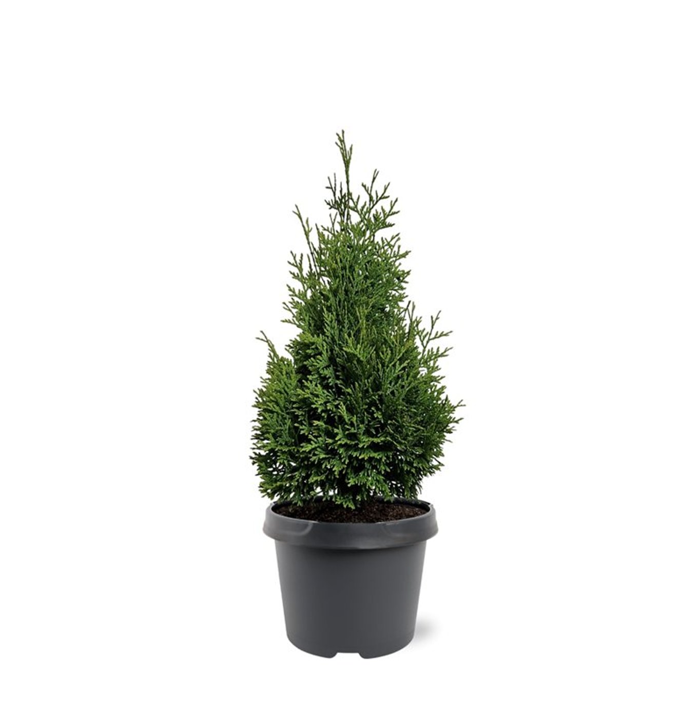 Thuja occ. 'Hurricane' - C3 40-50 CM